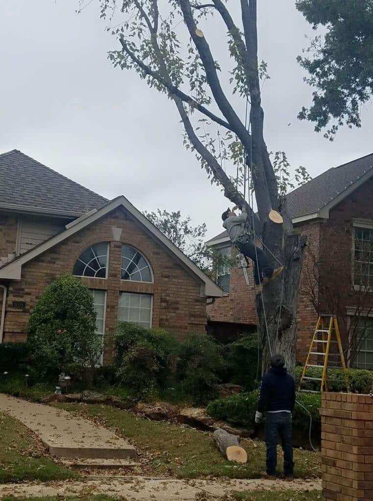 Rudy's Tree Service team