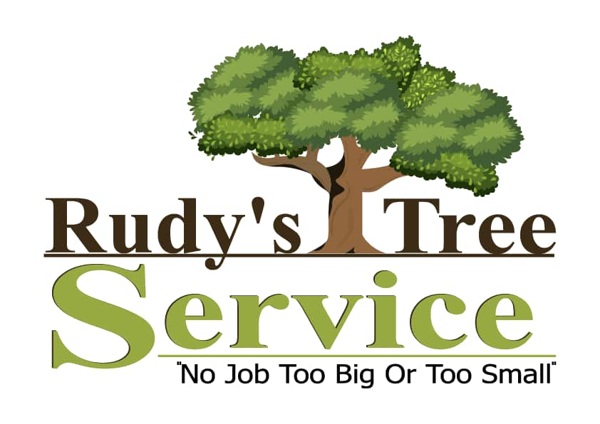 Completed tree work project in Dallas