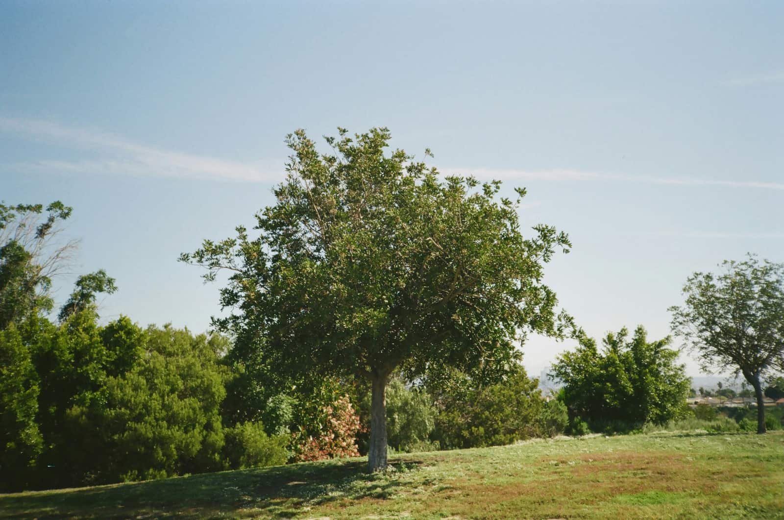 Tree planting service