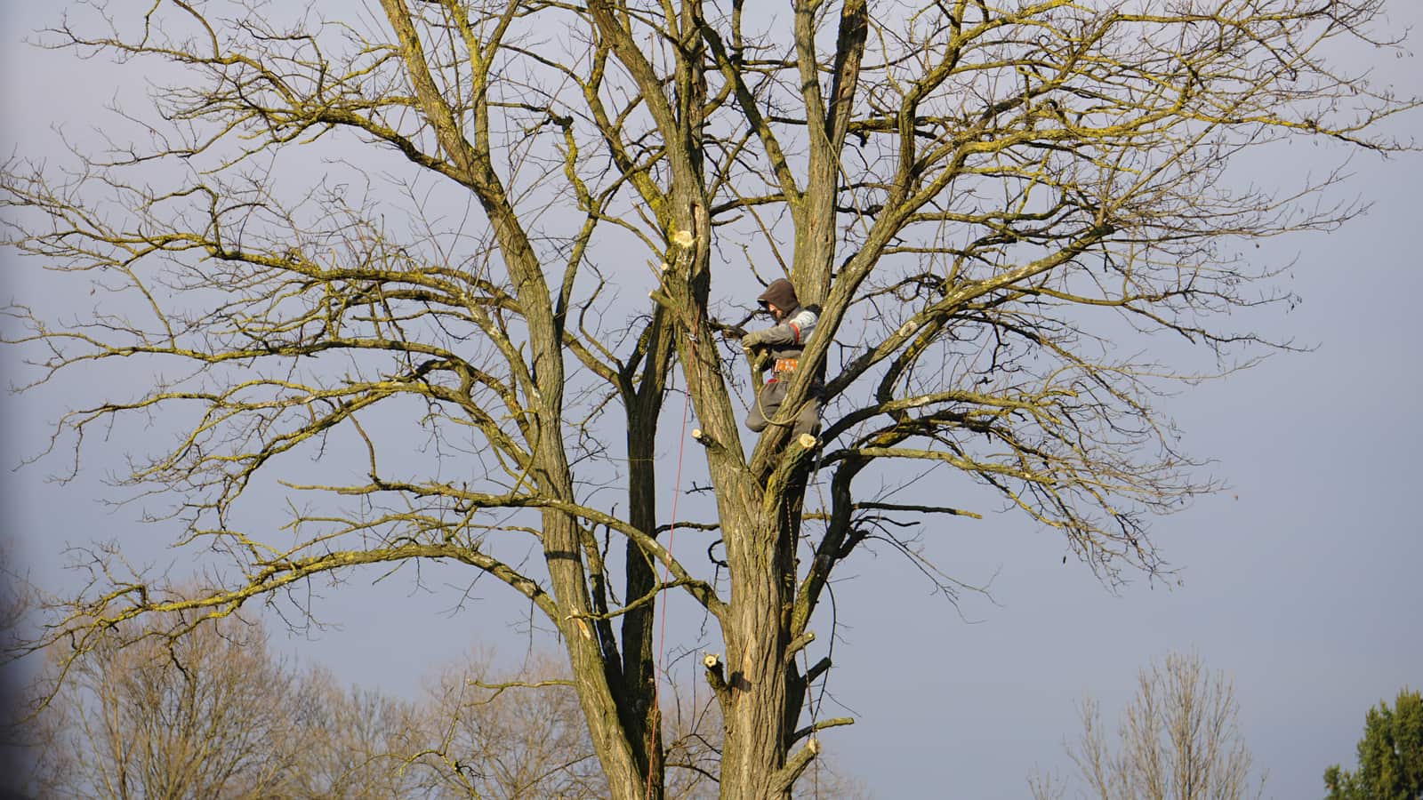 Tree crew at work in Dallas residential area